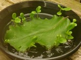 セイロンベンケイ 葉から芽が出る様子 (撮影日:2013年8月25日)