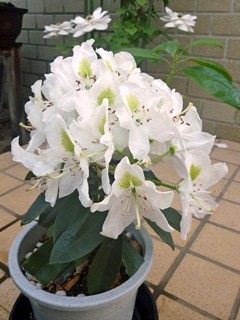 シャクナゲ (石楠花) 　白色　全体の様子 (撮影日：2014年5月18日) 