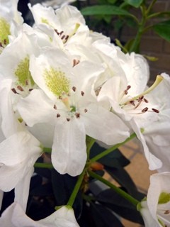 シャクナゲ (石楠花) 　白色 (撮影日：2014年5月18日) 