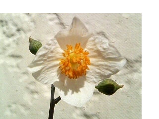 シラユキゲシ (白雪芥子) (1-2) 　白色の花：正面 (撮影日：2008年4月15日) 
