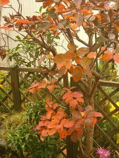 スモークツリー (1-6) 　赤系の木　雌株　紅葉した葉 (撮影日：2013年11月27日) 