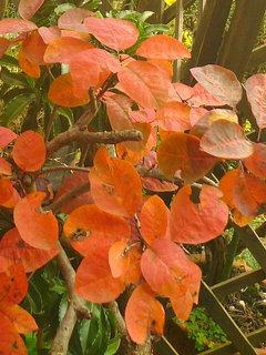 スモークツリー (1-7) 　赤系の木　雌株　紅葉した葉 (撮影日：2013年11月27日) 