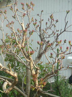 スモークツリー (1-8) 　赤系の木　雌株　新芽 (撮影日：2014年4月13日) 