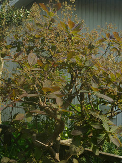 スモークツリー (1-9) 　赤系の木　雌株　黄緑色の花 (撮影日：2014年5月3日) 