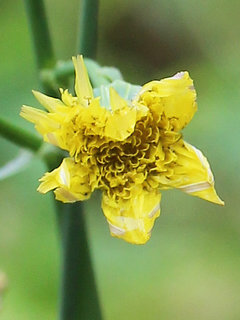 オニノゲシ(鬼野芥子)(1-2)黄色の花 花の拡大(撮影日：2022年7月13日) 