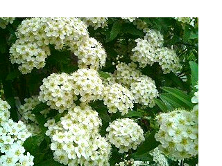 コデマリ (小手毬) 　白色の花 (撮影日：2008年5月2日) 