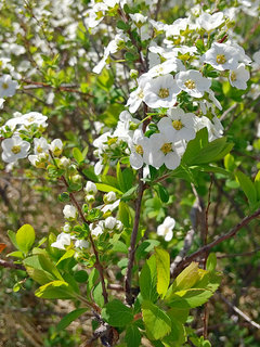 ユキヤナギ(雪柳)(1-5) 白色の花 散房花序の様子(撮影日：2023年3月20日)