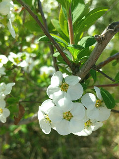 ユキヤナギ(雪柳)(1-2) 白色の花 小花の様子(撮影日：2023年3月20日)