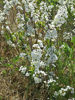 ユキヤナギ(雪柳)(1-6) 白色の花(撮影日：2023年3月20日)