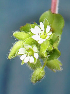 コハコベ(小繁縷)(1-3) 白色の花 萼に白い毛が生えている様子(撮影日：2024年2月26日)