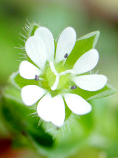 コハコベ(小繁縷)(1-2) 白色の花(撮影日：2024年2月26日)