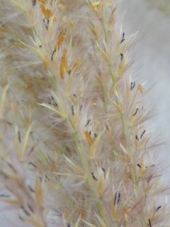 ススキ(薄) ススキの種(3)(撮影日:----年--月--日)