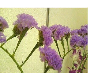 スターチス　紫色 (撮影日：2008年4月18日) 