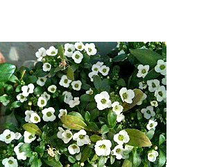 スイートアリッサム (3) 白色の花 (撮影日:2008年4月9日)