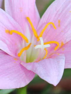 ゼフィランサス・カリナタ (サフランモドキ)(1-2) ピンク色の花　雄しべと雌しべの拡大(撮影日：2023年8月5日) 
