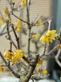 ロウバイ(蝋梅) (1-1) 黄色の花 (撮影日：2021年3月6日) 