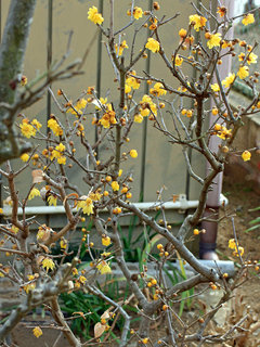 ロウバイ(蝋梅) (1-7) 黄色の花 全体の様子(撮影日：2022年1月30日) 