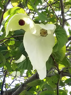 ハンカチノキ (ダビディア) 白色の花(苞の色) (1-2) (撮影日：2019年4月27日) 