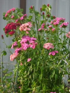 アメリカナデシコ ビジョナデシコ (1-2) 赤色の花 ピンク色の花 (撮影日:2013年5月15日)