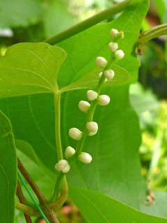 ヤマノイモ (山の芋) (2-1) 雄花の様子　白色の花(撮影日：2013年7月30日) 