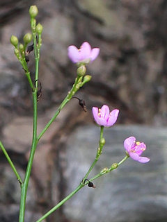 ハゼラン(爆蘭) サンジソウ(三時草)(1-5) ピンク色の花 開花した様子(撮影日：2024年8月6日 午後3時48分) 