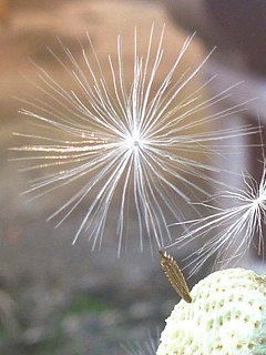 黄色のセイヨウタンポポの花 (西洋蒲公英) (撮影日:2020年12月7日)