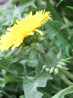 黄色のセイヨウタンポポの花 (西洋蒲公英) (撮影日:2021年4月3日)