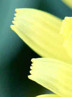 黄色のセイヨウタンポポの花 (西洋蒲公英) (撮影日:2021年4月3日)