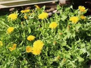 黄色のセイヨウタンポポの花 (西洋蒲公英) (撮影日:2021年4月11日)