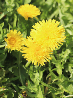 黄色のセイヨウタンポポの花 (西洋蒲公英) (撮影日:2021年4月11日)