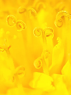 黄色のセイヨウタンポポの花 (西洋蒲公英) (撮影日:2021年4月11日)