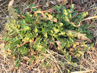 セイヨウタンポポの地面に張りついた冬の葉の様子 (西洋蒲公英) (撮影日:2022年3月9日)