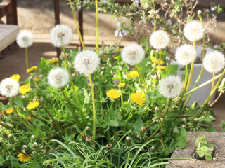 黄色のセイヨウタンポポの花 (西洋蒲公英) (撮影日:2023年4月16日)