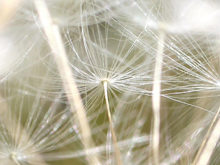 黄色のセイヨウタンポポの花 (西洋蒲公英) (撮影日:2023年4月23日)