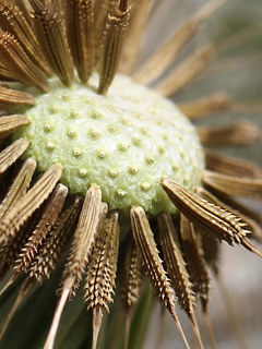 黄色のセイヨウタンポポの花 (西洋蒲公英) (撮影日:2023年4月23日)