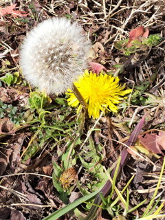 黄色のセイヨウタンポポの花 (西洋蒲公英) (撮影日:2024年1月23日)