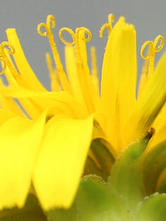 ニホンタンポポ(日本蒲公英)(2-1) 黄色の花 (撮影日：2023年3月28日) 