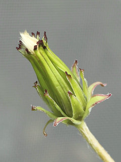 ニホンタンポポ(日本蒲公英)(2-9) 綿毛が開く前の花序の拡大(撮影日：2023年4月8日) 