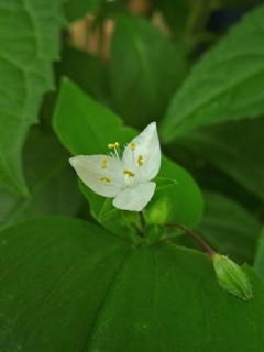 トキワツユクサ (常盤露草) 　白色の花　花の拡大 (撮影日：2013年6月9日) 