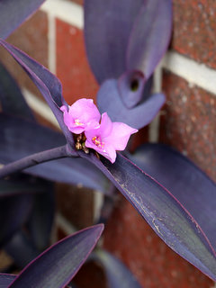 ムラサキゴテン(紫御殿) セトクレアセア (1-5) 苞葉に包まれている花(撮影日：2022年6月23日　午後2時43分) 