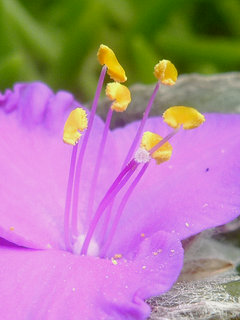 トラディスカンティア (1-8) 　紫色の花　雌しべと雄しべの拡大 (撮影日：2015年9月30日　午前8時51分) 