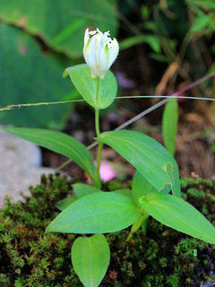 シロホトトギス(白杜鵑草)(3-2) 白色の花 鉢植えの様子(撮影日：2021年10月4日) 