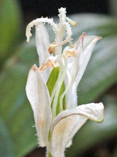 シロホトトギス(白杜鵑草)(2-2) 白色の花 緑色の子房(撮影日：2023年10月21日) 