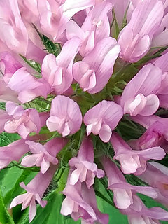 アカツメクサ(赤詰草) ムラサキツメクサ(紫詰草) レッドクローバー(2-1) ピンク色の花(撮影日：2022年9月5日) 