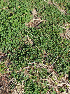 シロツメクサ(白詰草)(4-1) 常緑の葉が広がる様子(撮影日：2021年3月03日) 