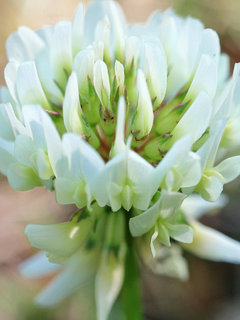 シロツメクサ(白詰草)(2-1)白色の花 (撮影日：2021年4月21日) 