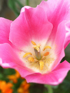 チューリップ(3-1) ピンク色の花 雌性期の雄しべと雌しべ(撮影日：2023年4月6日) 
