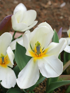 チューリップ(7) 白色の花 (撮影日：2023年4月6日) 