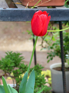 チューリップ(4-1) 赤色の花 雄性期 やや開いた花(撮影日：2023年4月8日) 