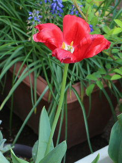 チューリップ(4-2) 赤色の花 雄性期 大きく開いた花(撮影日：2023年4月11日) 